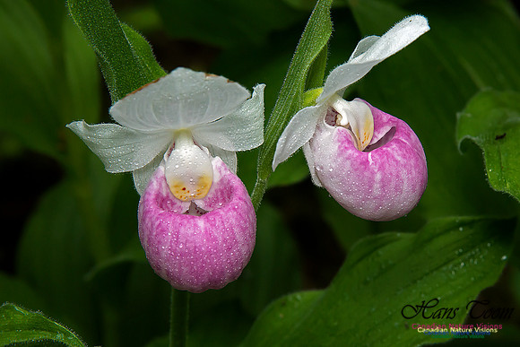 Showy Ladys Slipper Orchid