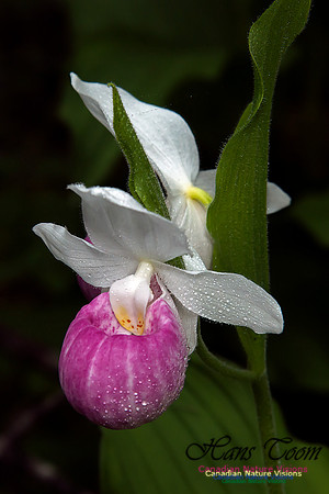 Showy Ladys Slipper Orchid