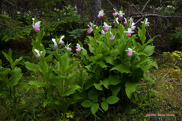 Showy Ladys Slipper Orchid