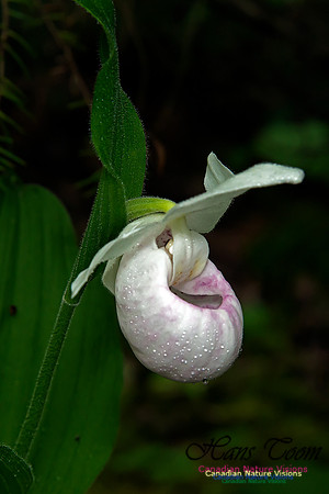 Showy Ladys Slipper Orchid