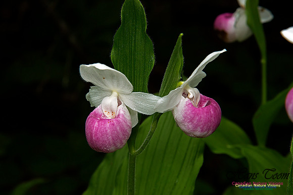 Showy Ladys Slipper Orchid