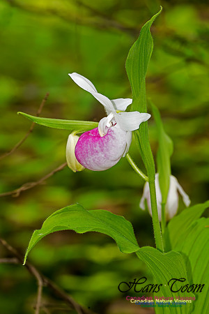Showy Lady's-slipper Orchid