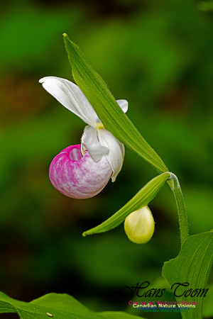 Showy Lady's-slipper Orchid