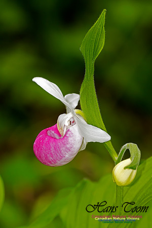 Showy Lady's-slipper Orchid