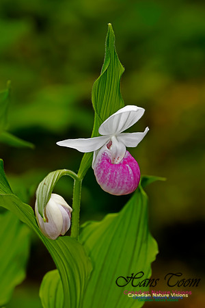 Showy Lady's-slipper Orchid