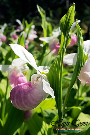 Showy Lady's Slipper Orchid