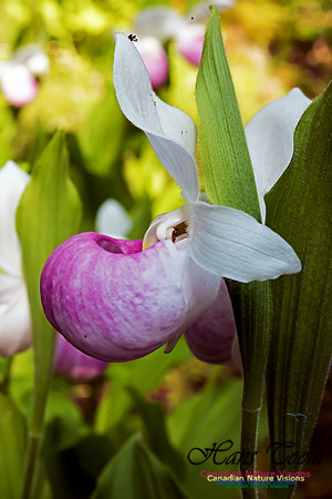 Showy Lady's Slipper Orchid
