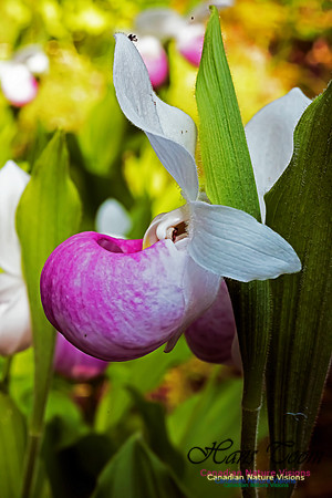 Showy Lady's Slipper Orchid