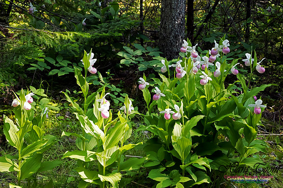 Showy Lady's Slipper Orchid