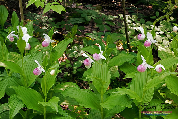 Showy Lady's Slipper Orchid