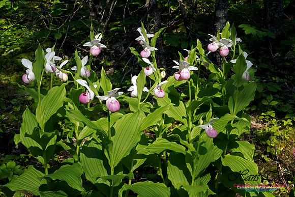 Showy Lady's Slipper Orchid