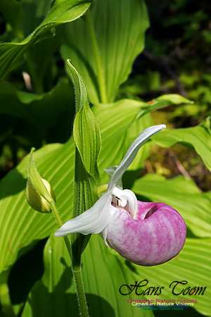 Showy Lady's Slipper Orchid