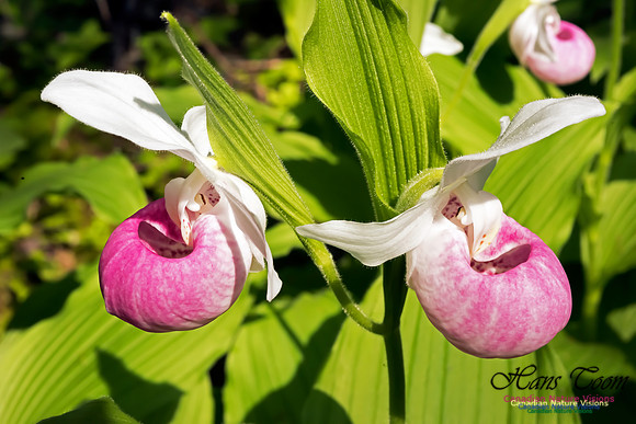 Showy Lady's Slipper Orchid