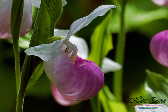 Showy Lady's Slipper Orchid
