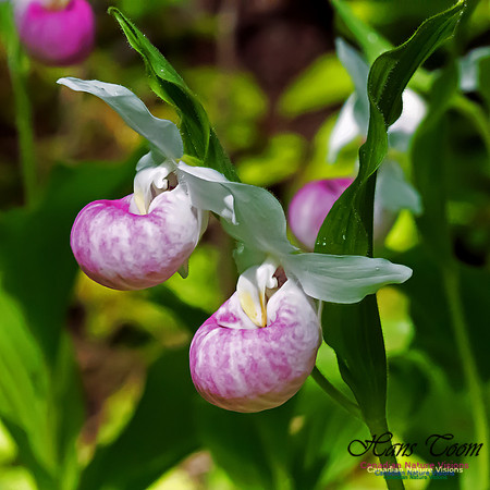 Showy Lady's Slipper Orchid
