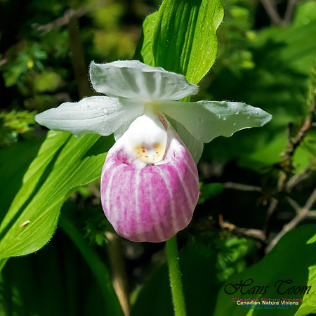 Showy Lady's Slipper Orchid