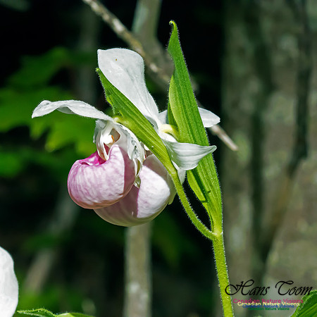 Showy Lady's Slipper Orchid
