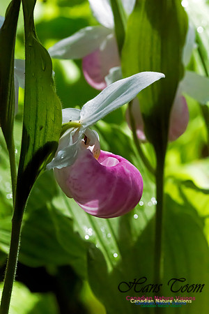 Showy Lady's Slipper Orchid