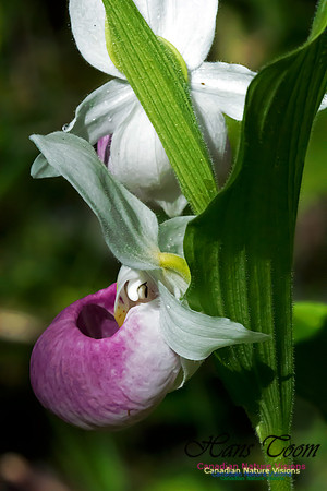 Showy Lady's Slipper Orchid