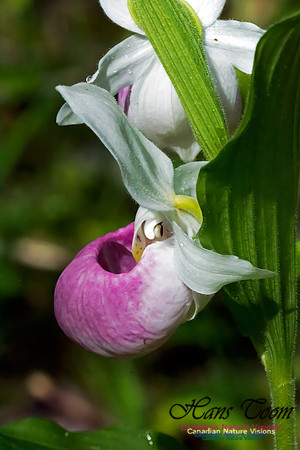 Showy Lady's Slipper Orchid