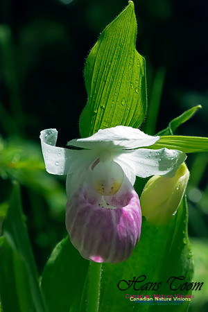 Showy Lady's Slipper Orchid