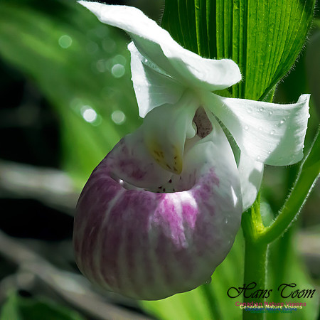 Showy Lady's Slipper Orchid