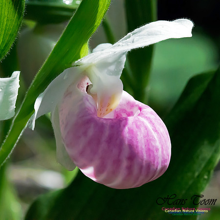 Showy Lady's Slipper Orchid