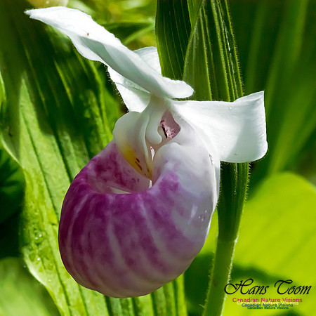 Showy Lady's Slipper Orchid