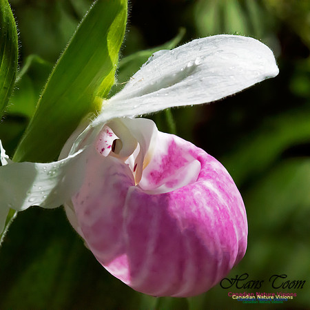 Showy Lady's Slipper Orchid