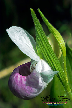 Showy Lady's Slipper Orchid