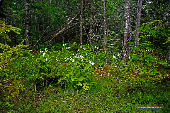Showy Lady's Slipper Orchid