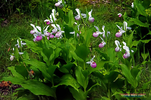 Showy Lady's Slipper Orchid
