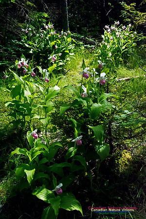 Showy Lady's Slipper Orchid