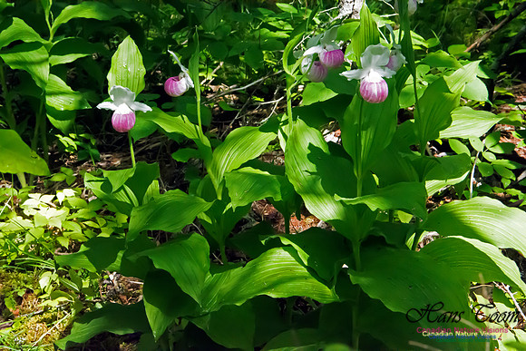 Showy Lady's Slipper Orchid