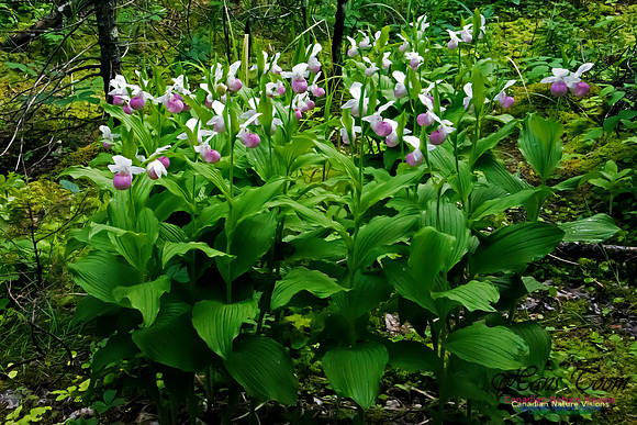 Showy Lady's Slipper Orchid