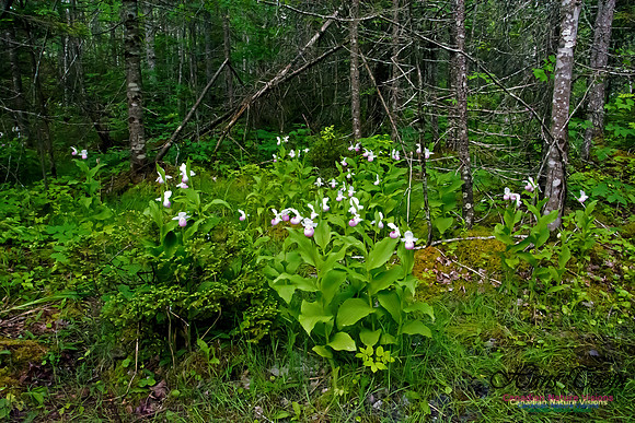 Showy Lady's Slipper Orchid