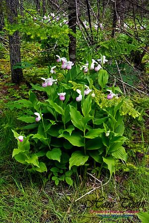 Showy Lady's Slipper Orchid