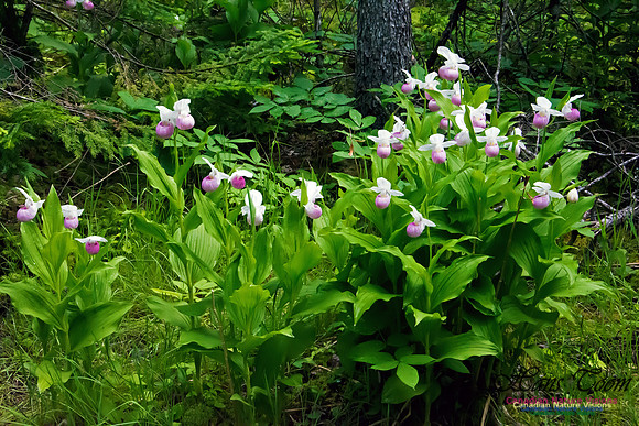 Showy Lady's Slipper Orchid