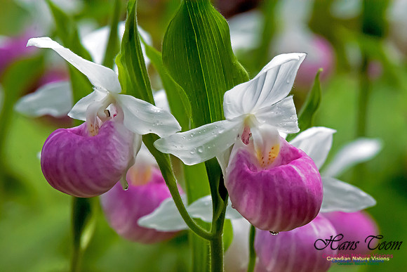 Showy Lady's Slipper Orchid