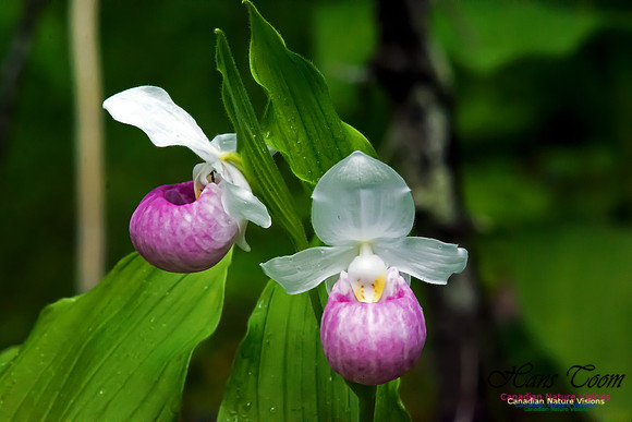 Showy Lady's Slipper Orchid