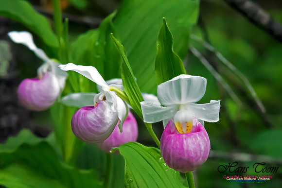 Showy Lady's Slipper Orchid