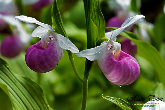 Showy Lady's Slipper Orchid