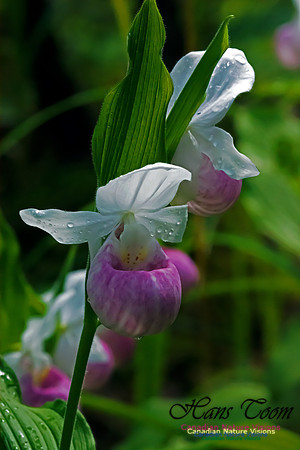 Showy Lady's Slipper Orchid