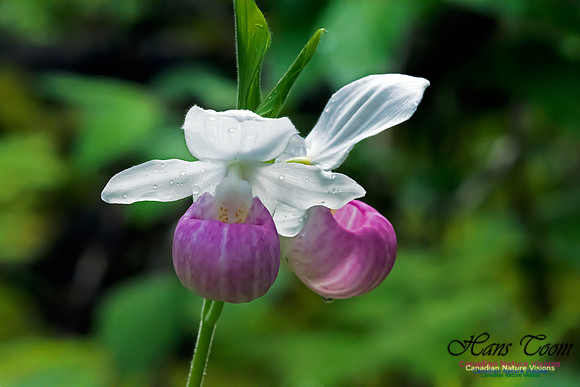 Showy Lady's Slipper Orchid