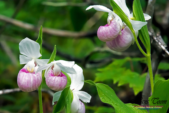 Showy Lady's Slipper Orchid