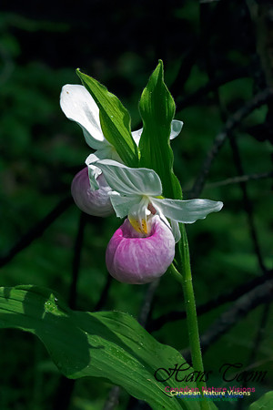 Showy Lady's Slipper Orchid