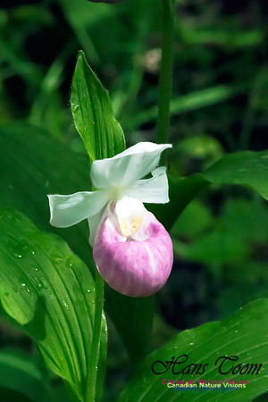 Showy Lady's Slipper Orchid