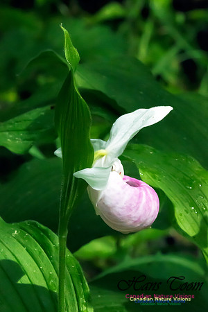 Showy Lady's Slipper Orchid