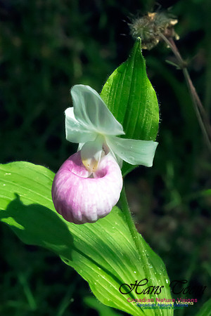 Showy Lady's Slipper Orchid