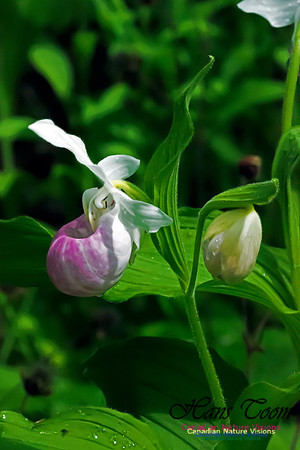 Showy Lady's Slipper Orchid